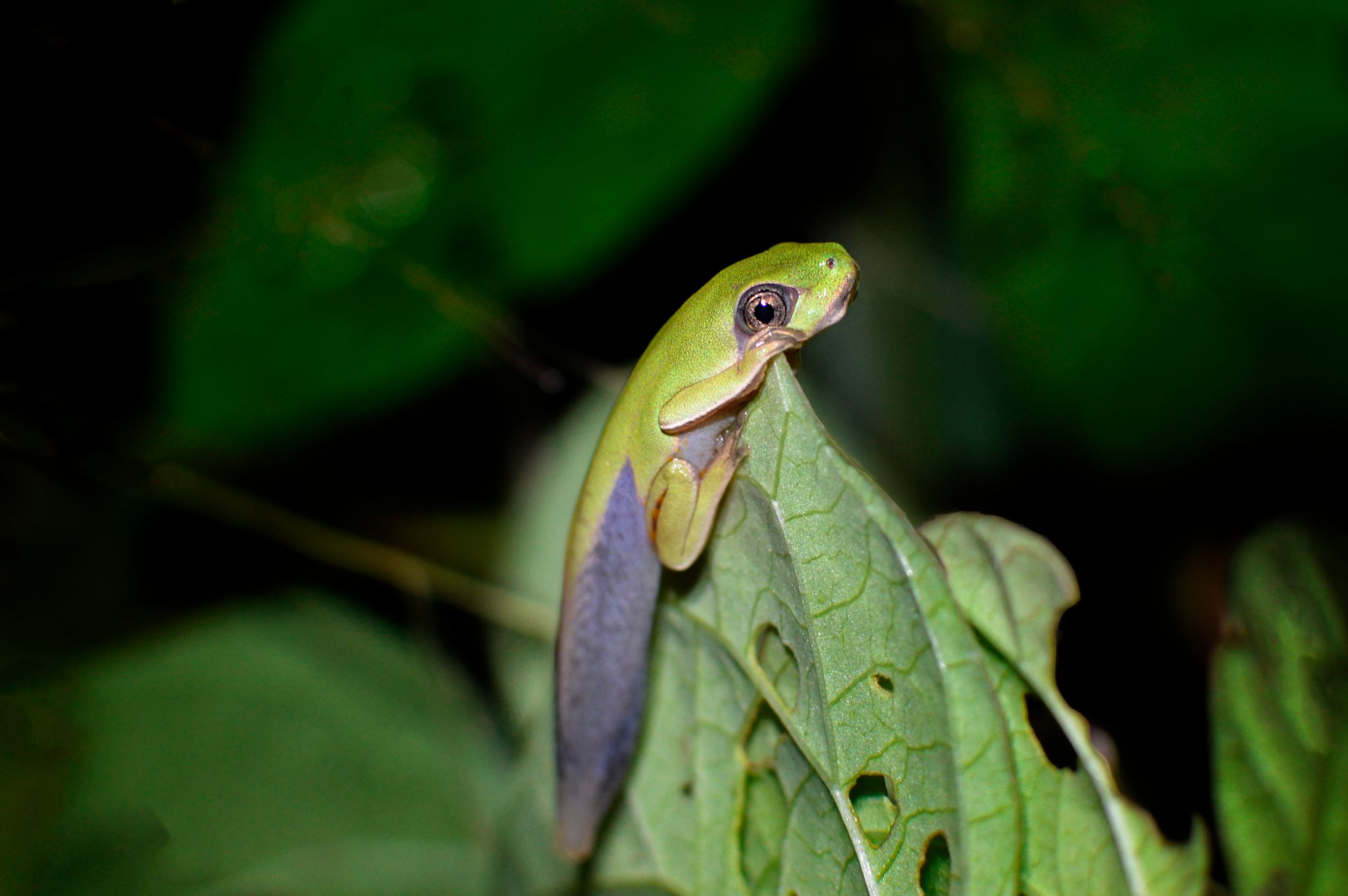 Pithecopus gonzagai 12